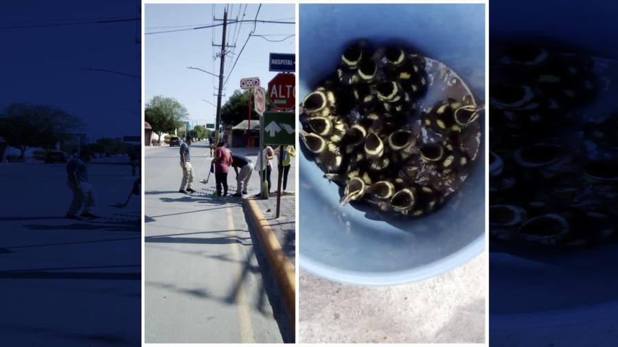 Rescata PC de Reynosa a 14 patos atrapados en rejilla del drenaje 