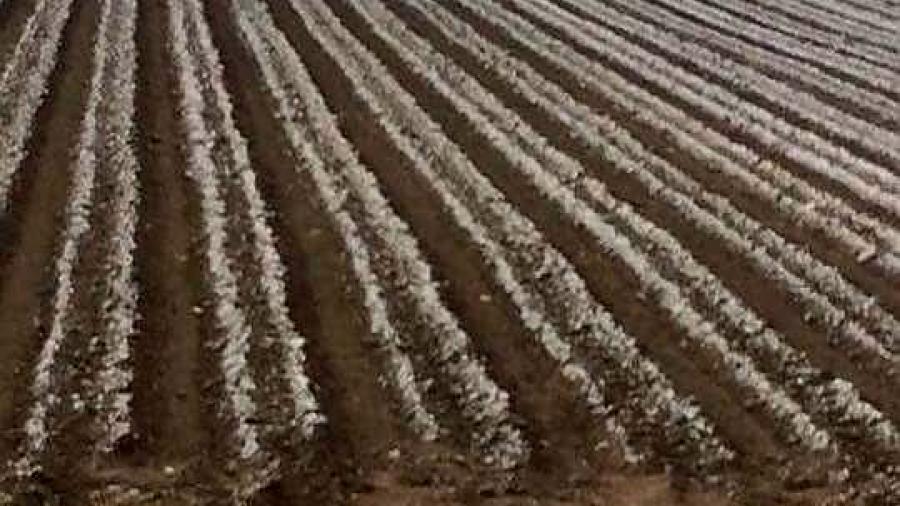 Bajas temperaturas dejan afectaciones en el campo