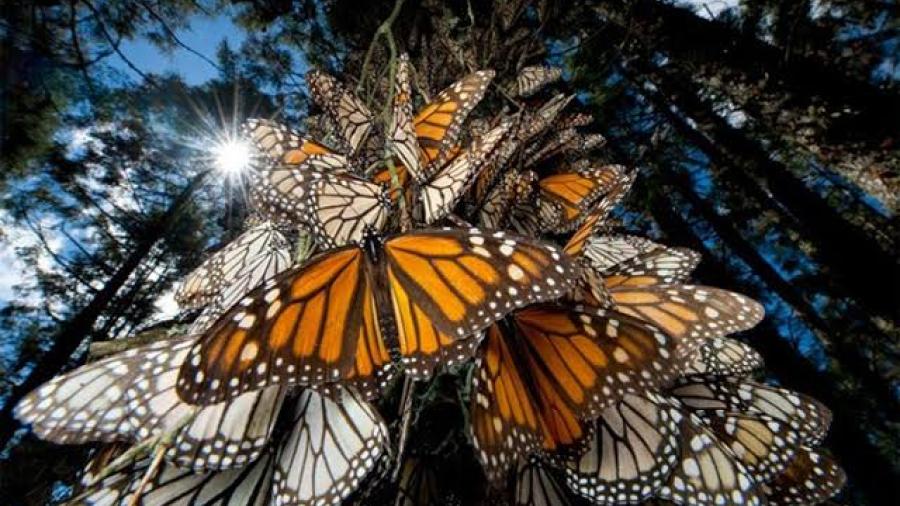 Mariposa Monarca migratoria pasa a peligro de extinción