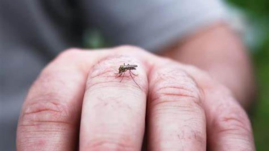 Suman 26 casos de dengue en Florida 