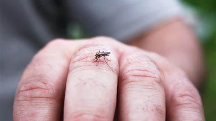 Suman 26 casos de dengue en Florida