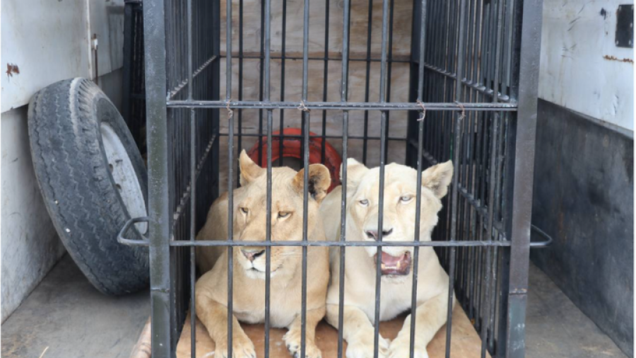 Recibe Zoológico Tamatán a 6 felinos rescatados 