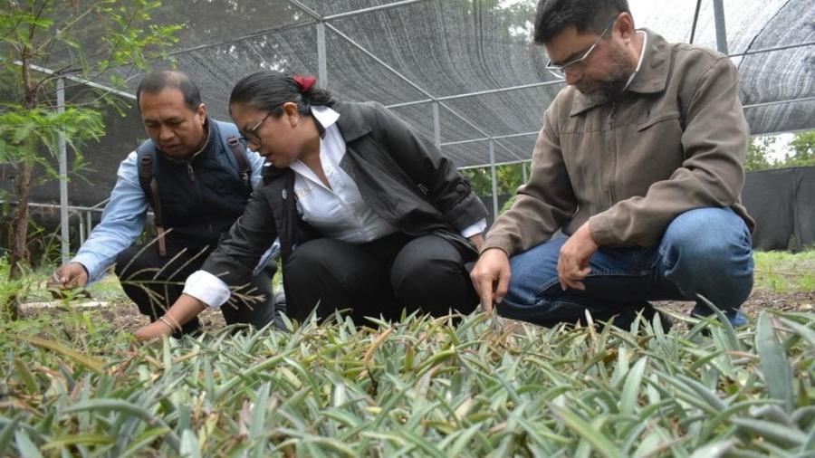 Gobierno del Estado inicia el proyecto de plantación de henequén