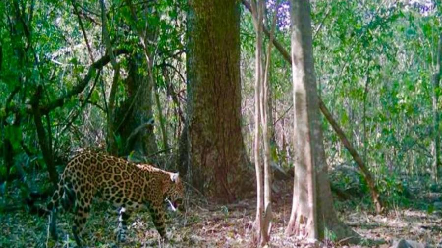 Promueve Gobierno de Tamaulipas programas de conservación de fauna