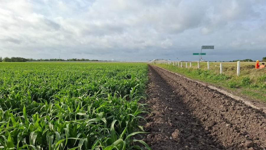 Las últimas lluvias han beneficiado los cultivos agrícolas