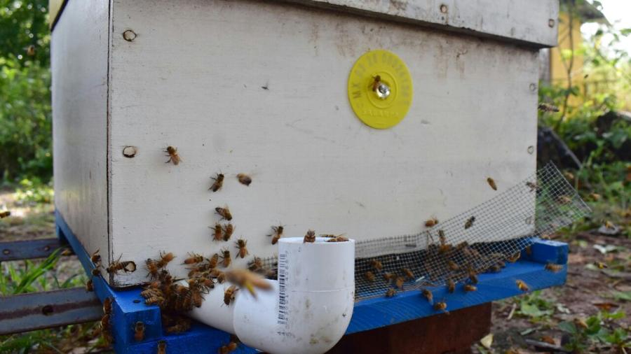 Gobierno exhorta a apicultores a realizar el areteo de colmenas