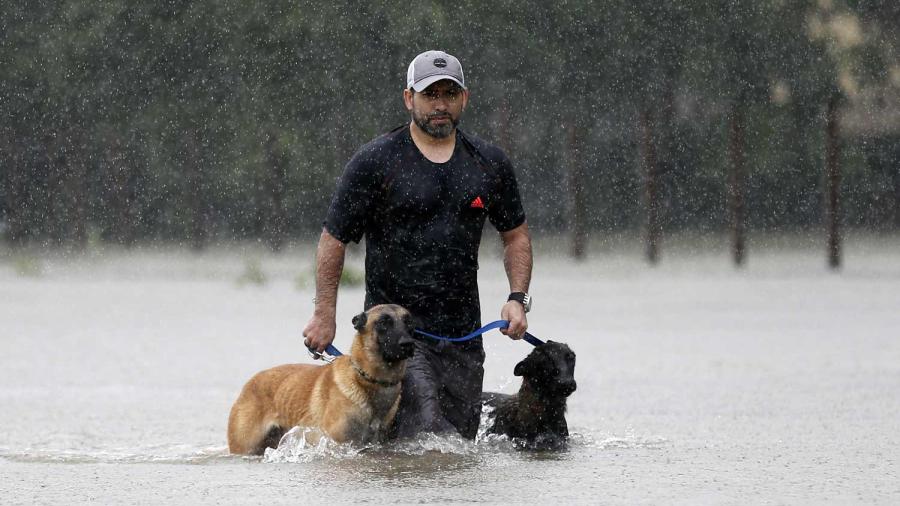 Comienza EU rescate de mascotas victimas de ‘Harvey’