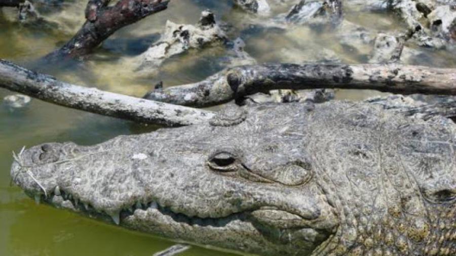 Encuentran muerto a cocodrilo