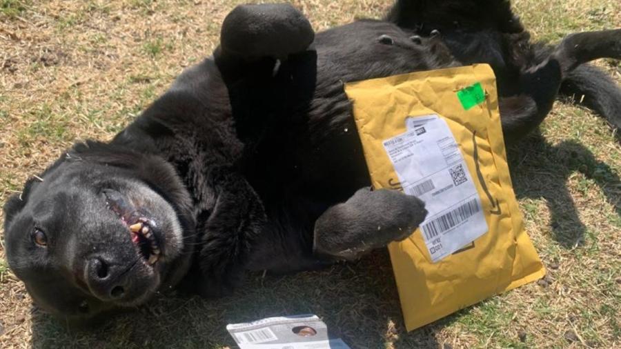 Abre el metro CDMX en Amazon ‘lista de deseos’ para ayudar a perritos
