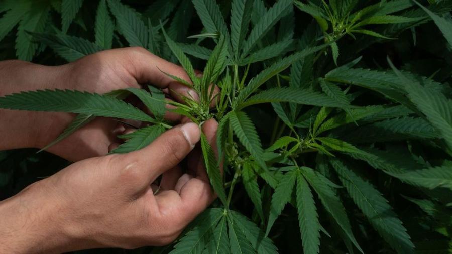 Diputados aprueban uso lúdico de la marihuana