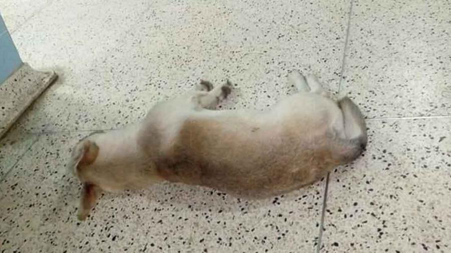 ¡De película! Perrito lleva un mes en el hospital esperando a su dueño fallecido 