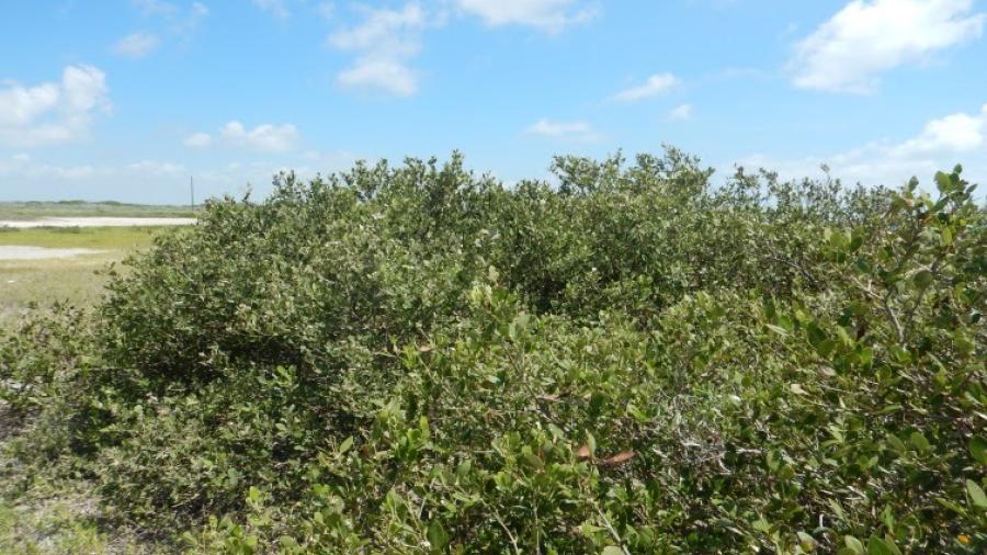 Sistemas de manglar actúan como barrera natural contra huracanes