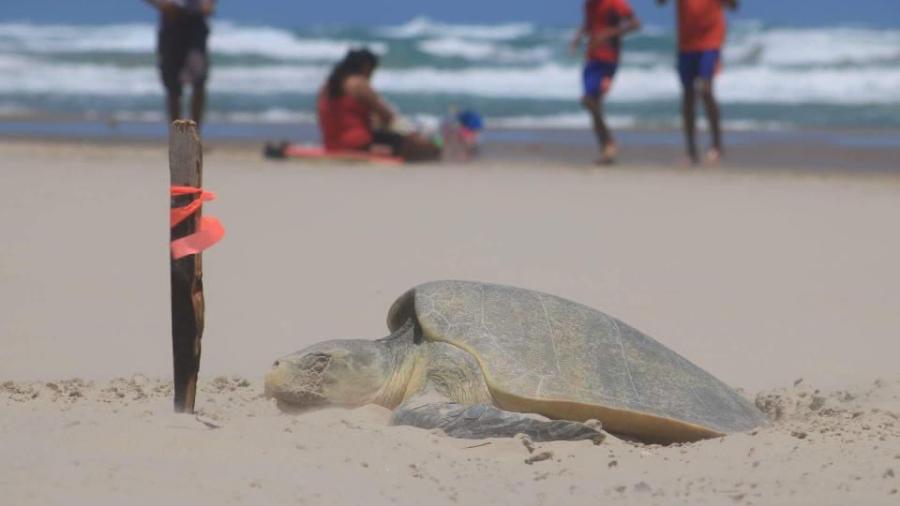 Impulsa Ayuntamiento programa para proteger la biodiversidad