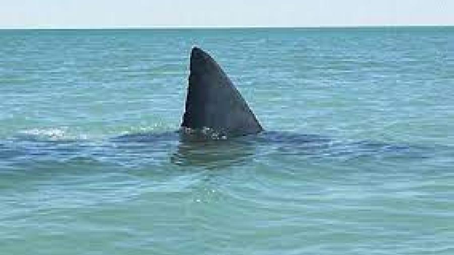 Detectan un tiburón blanco frente a costas de Tamaulipas