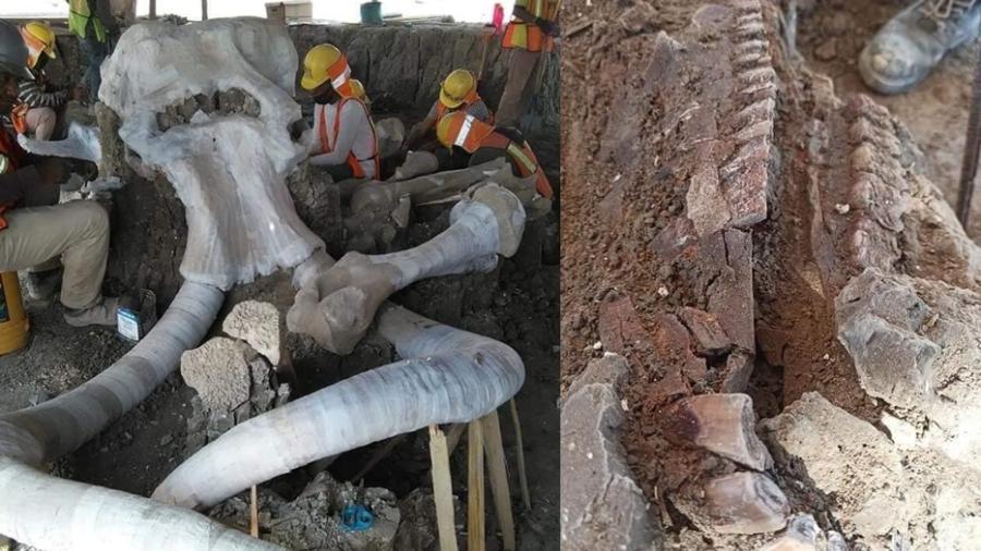 Encuentran restos de mamuts en Santa Lucía 