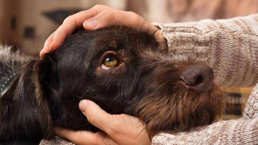 Aplica en Texas Ley de perros seguros al aire libre
