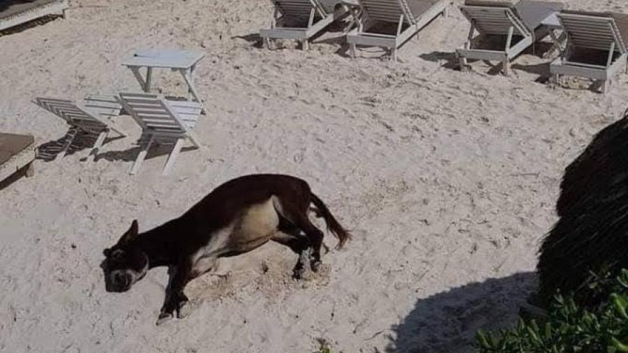 Turistas son captados dándole alcohol a un burro