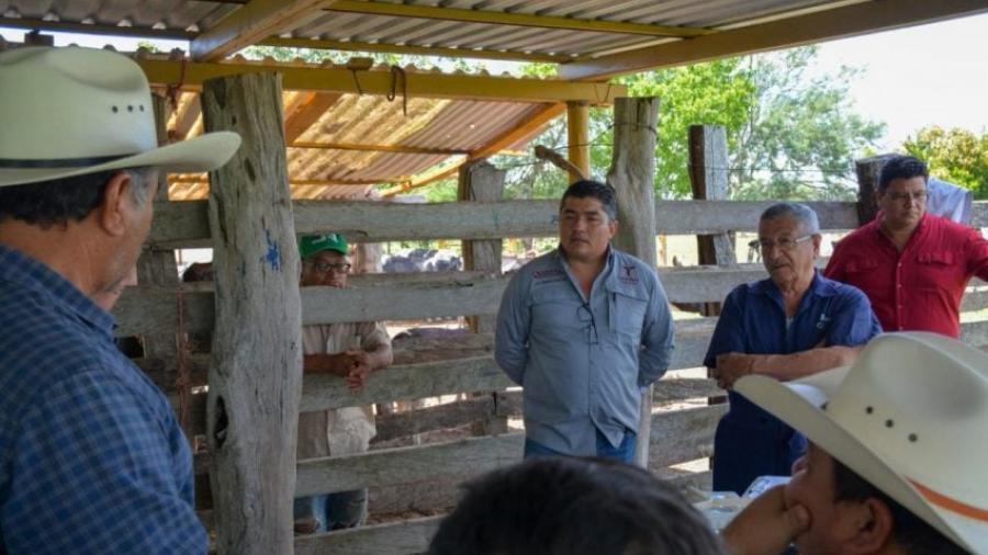 Inicia proyecto de mejoramiento genético con tecnología in vitro en Aldama y Altamira