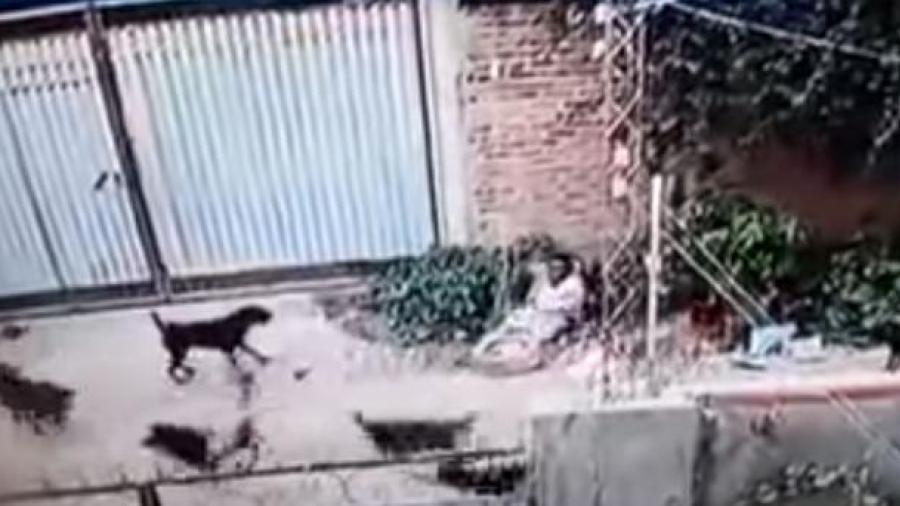 Jauría de perros ataca a una mujer en Bolivia