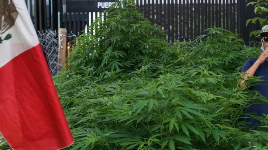Senado aprueba la regulación integral de la mariguana en México 