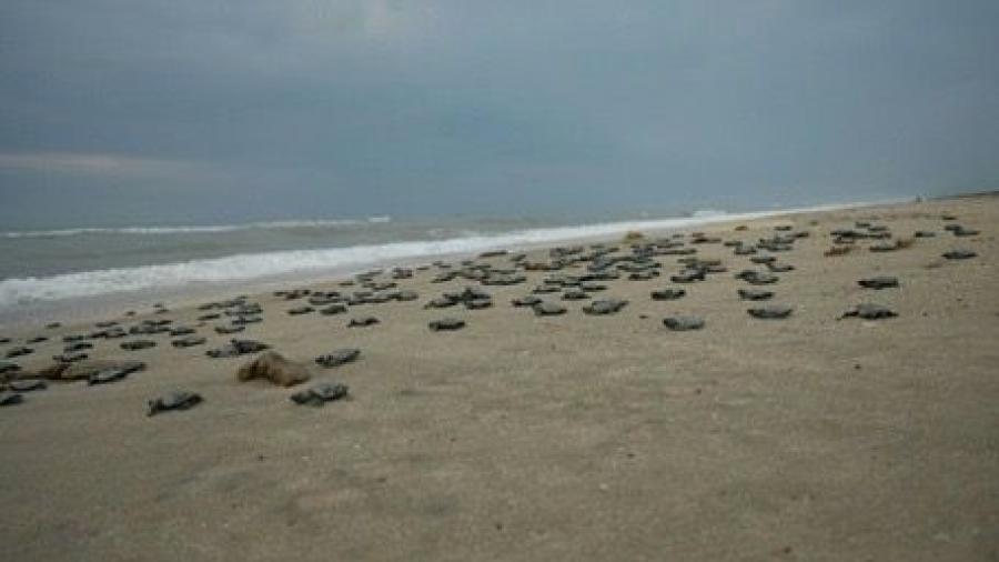 Nacen en Tamaulipas más de 100 mil crías de tortugas Lora 