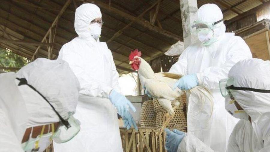 Identifican virus de influenza aviar en Irapuato y Querétaro