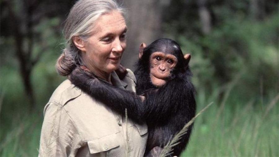 Fallece a los 91 años Jane Goodall, pionera en el estudio de los chimpancés
