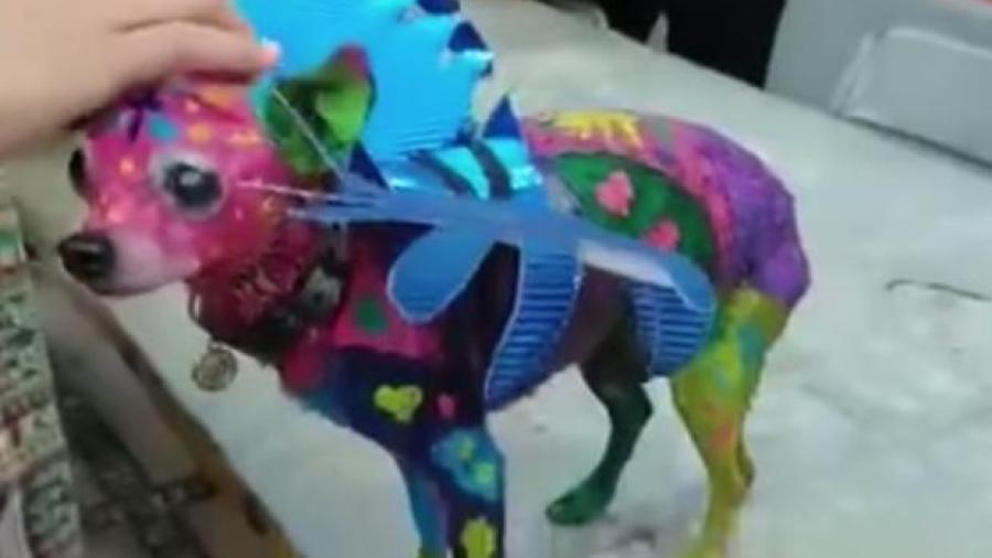 Pintan a Chihuahua de alebrije para concurso