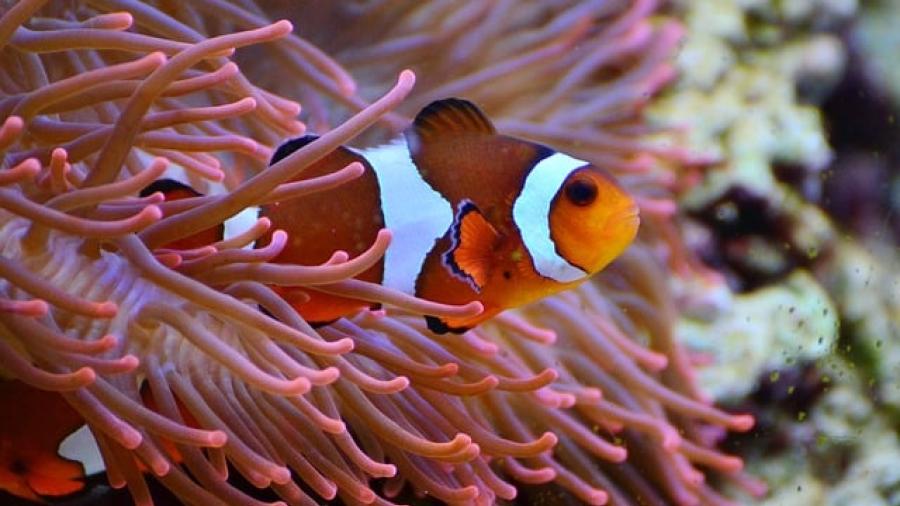 Pez payaso entra en la lista de especies amenazadas por el cambio climático