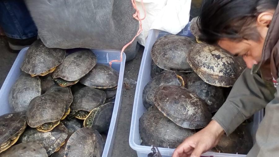 Interpol reporta tráfico de 30 mil animales salvajes