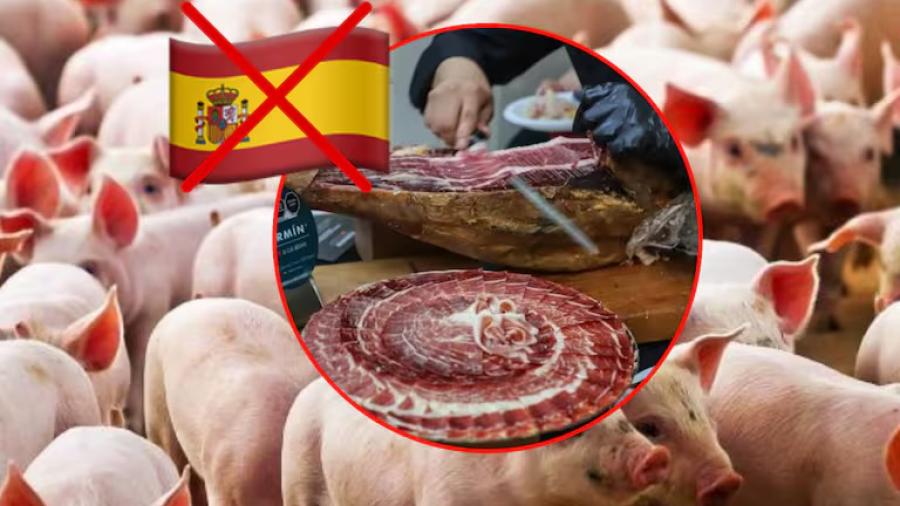 México frena importaciones de porcino español por brote de PPA