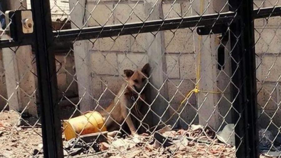 Multa de 2 mil pesos contra quien deje a mascotas en el sol