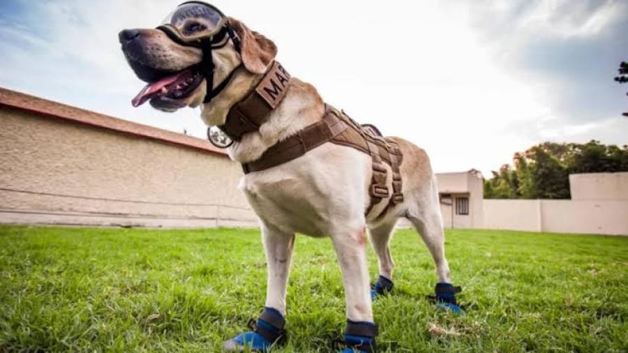 Fallece Frida, perrita rescatista de sismos