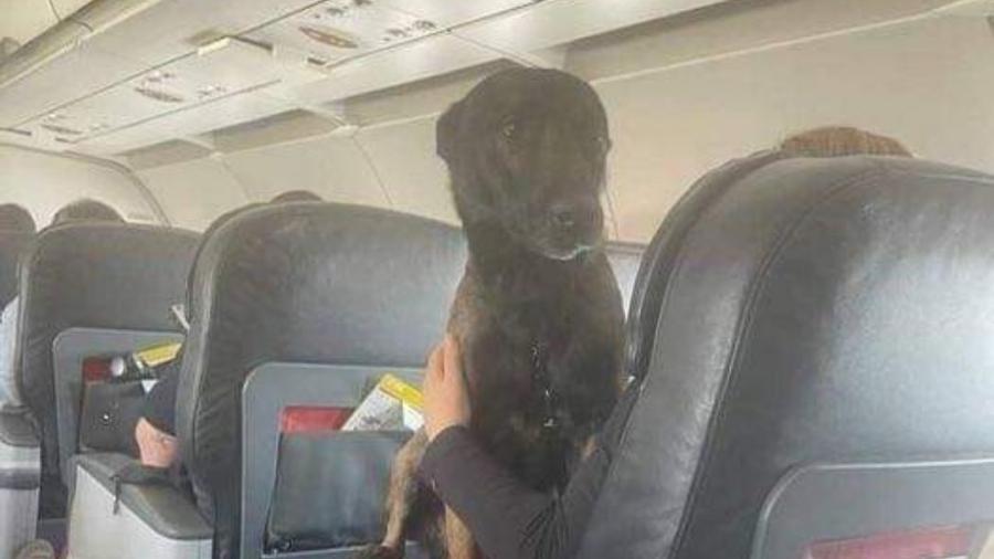 Como héroes: Turquía regresó a perros rescatistas en vuelos de primera clase