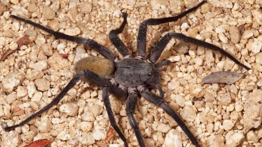 Encuentran nueva especie de araña gigante en México