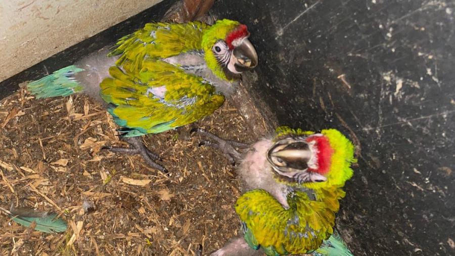 Nacen en Zoológico Tamatán dos polluelos de Guacamaya Verde del Golfo: CPBT
