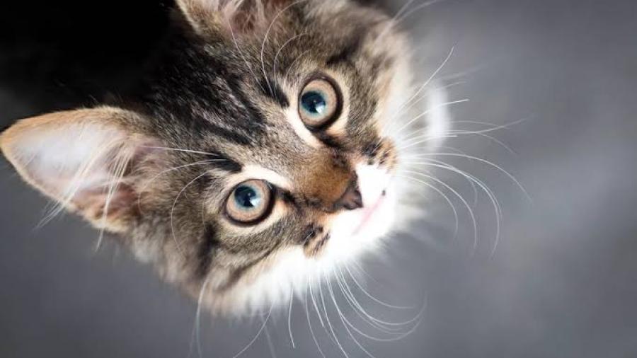 ¡Hoy se celebra al michi!: 8 de agosto Día Internacional del Gato