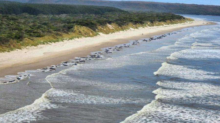 Aparecen casi 200 ballenas muertas en una playa de Australia