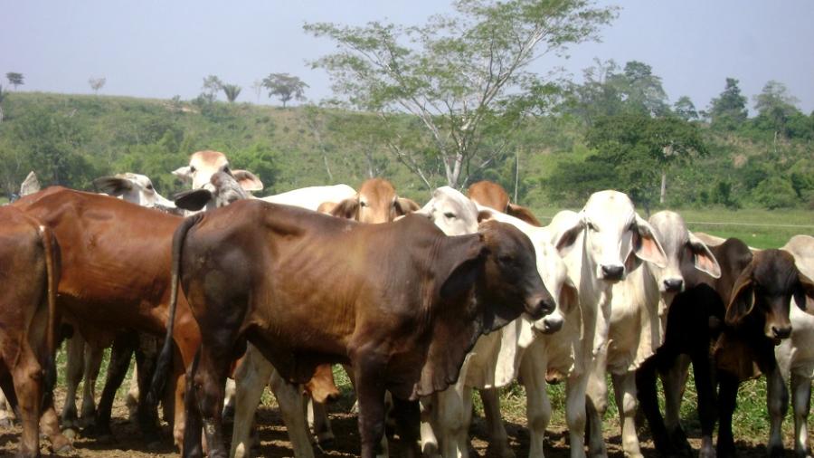 Emiten recomendaciones para evitar muerte de ganado