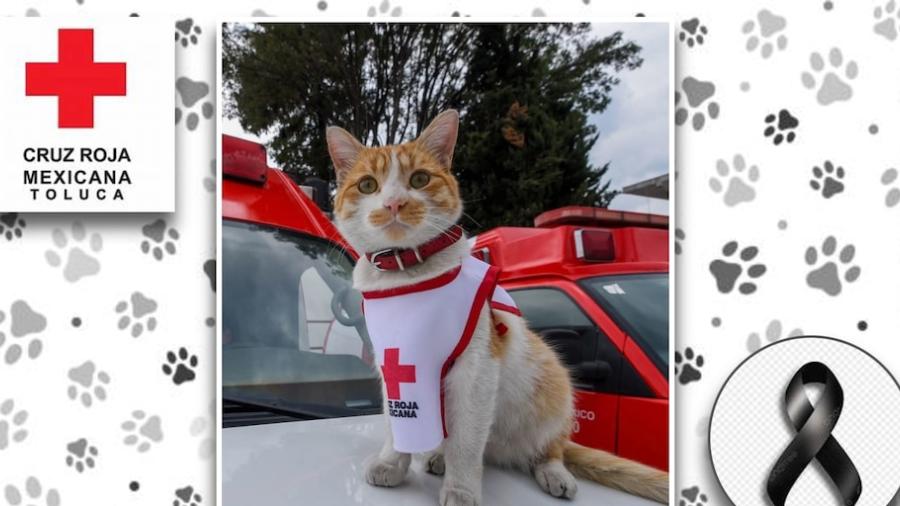Muere atropellado Cruzberto, el gatito de la Cruz Roja Toluca  