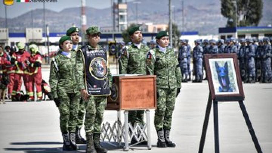Rinden homenaje a "Proteo", perro mexicano que participó en labores de rescate en Turquía