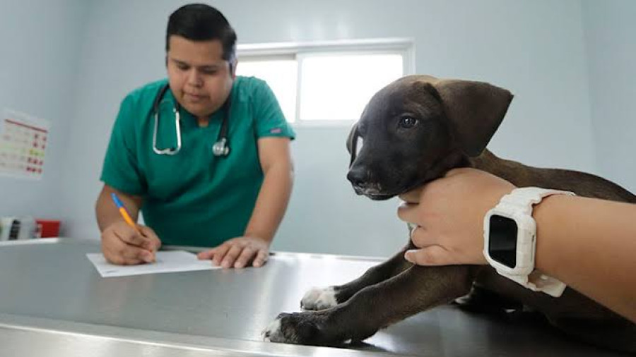 Difunde UAT proyectos de posgrado en &aacute;reas de Veterinaria 