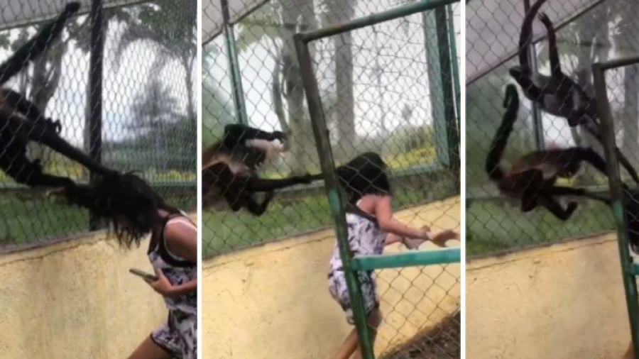 Mono araña se defiende de joven; le jala el cabello y se hace viral