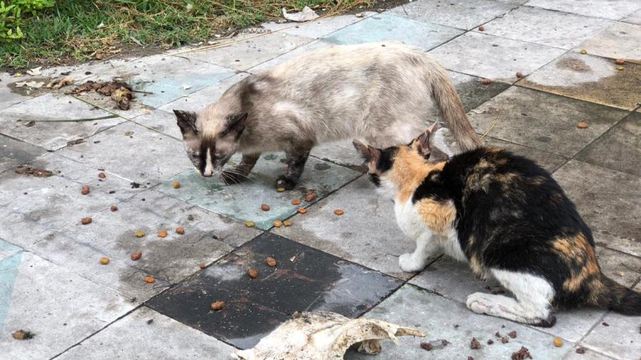 Alimenta bolero diariamente a diez gatos en la zona centro 