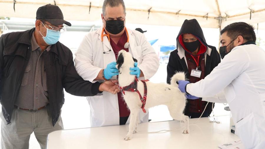 Ofrecerá Gobierno Municipal campaña gratuita de esterilización de mascotas 