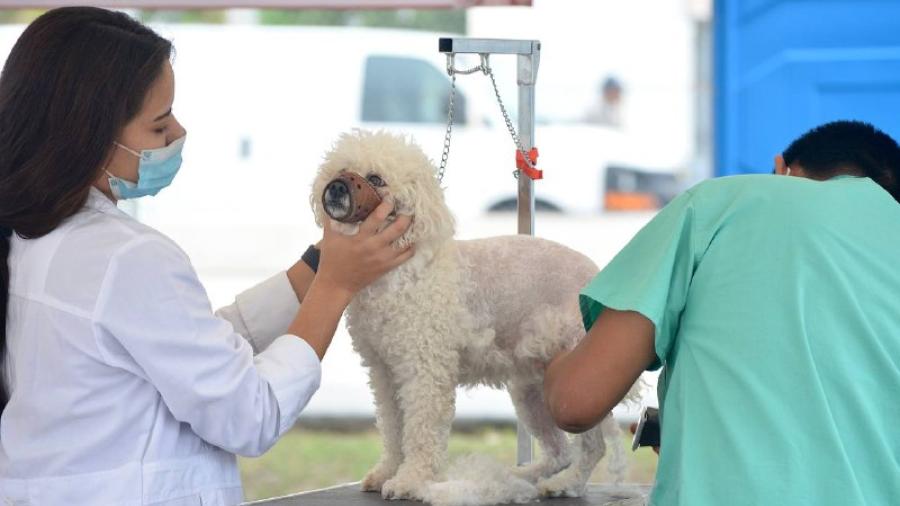 Municipio lleva brigada de salud animal a la colonia El Progreso