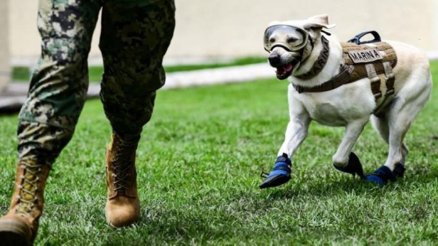 Se jubila perrita rescatista ‘Frida’; socorrista en el terremoto de 2017 en México