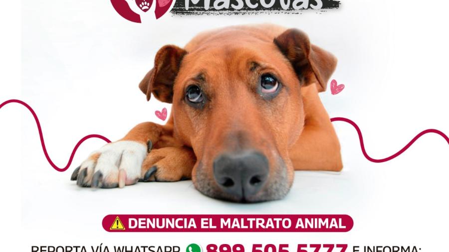 Dispone Gobierno de Reynosa línea telefónica para denunciar maltrato animal 