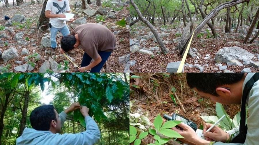 Busca la UAT conservar bosques de encino con tecnología geoespacial