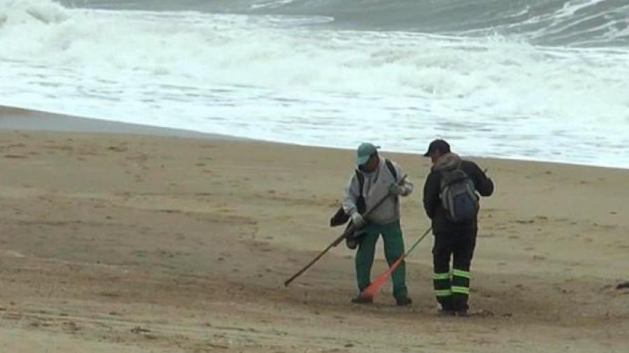 Investigan muerte de 80 lobos marinos en Uruguay